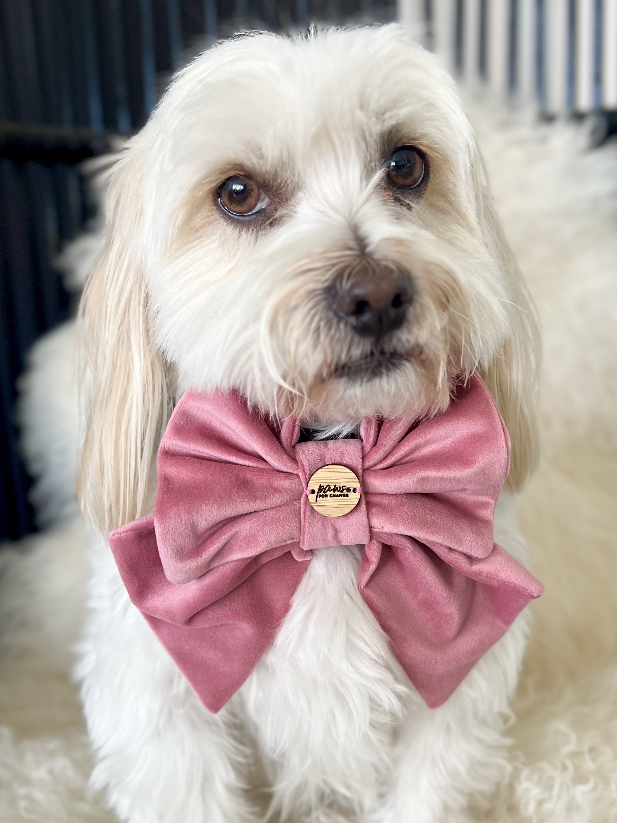 Pink Bow Tie.jpg