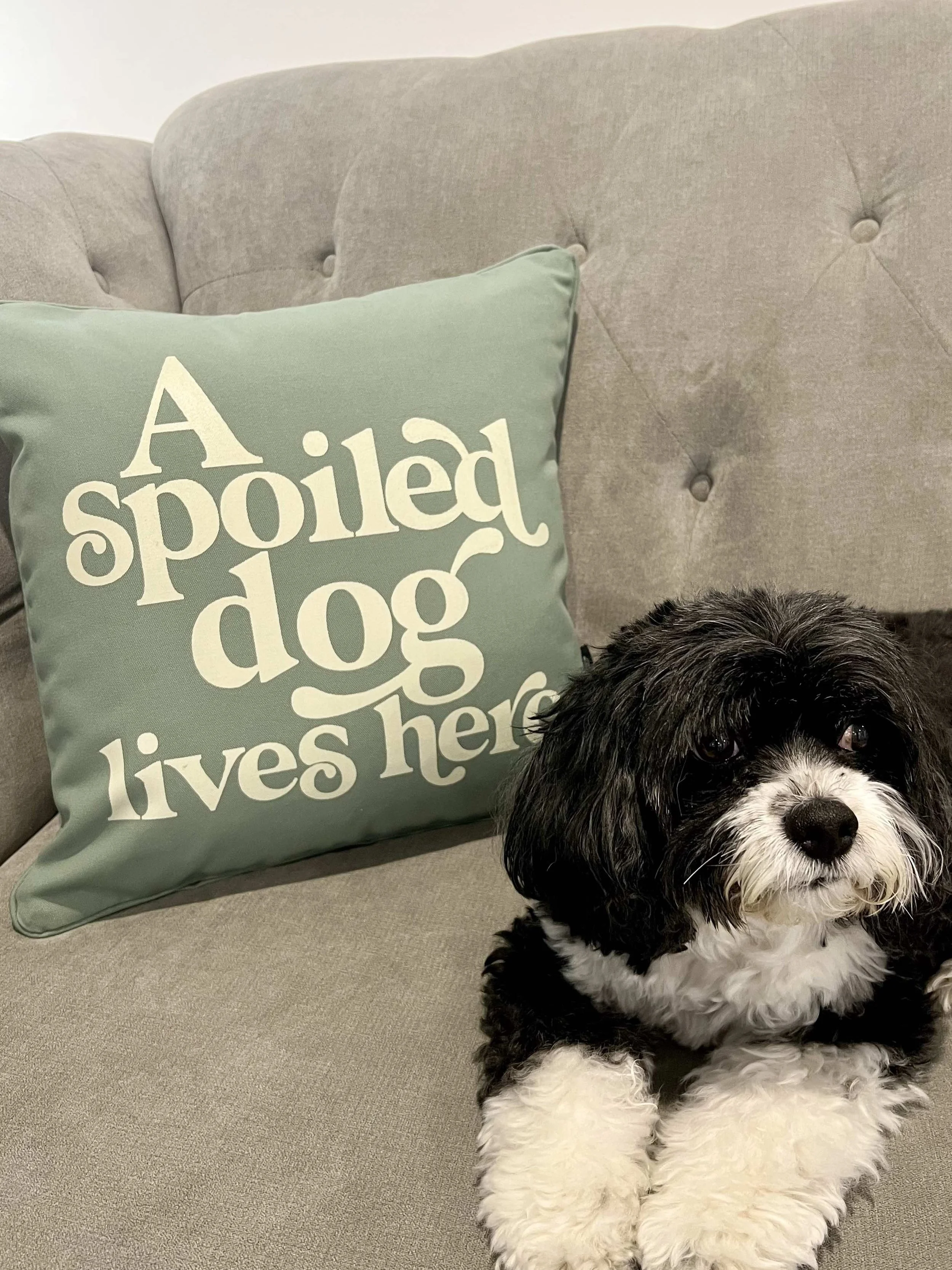 A Spoiled Dog Sage Cushion.jpg