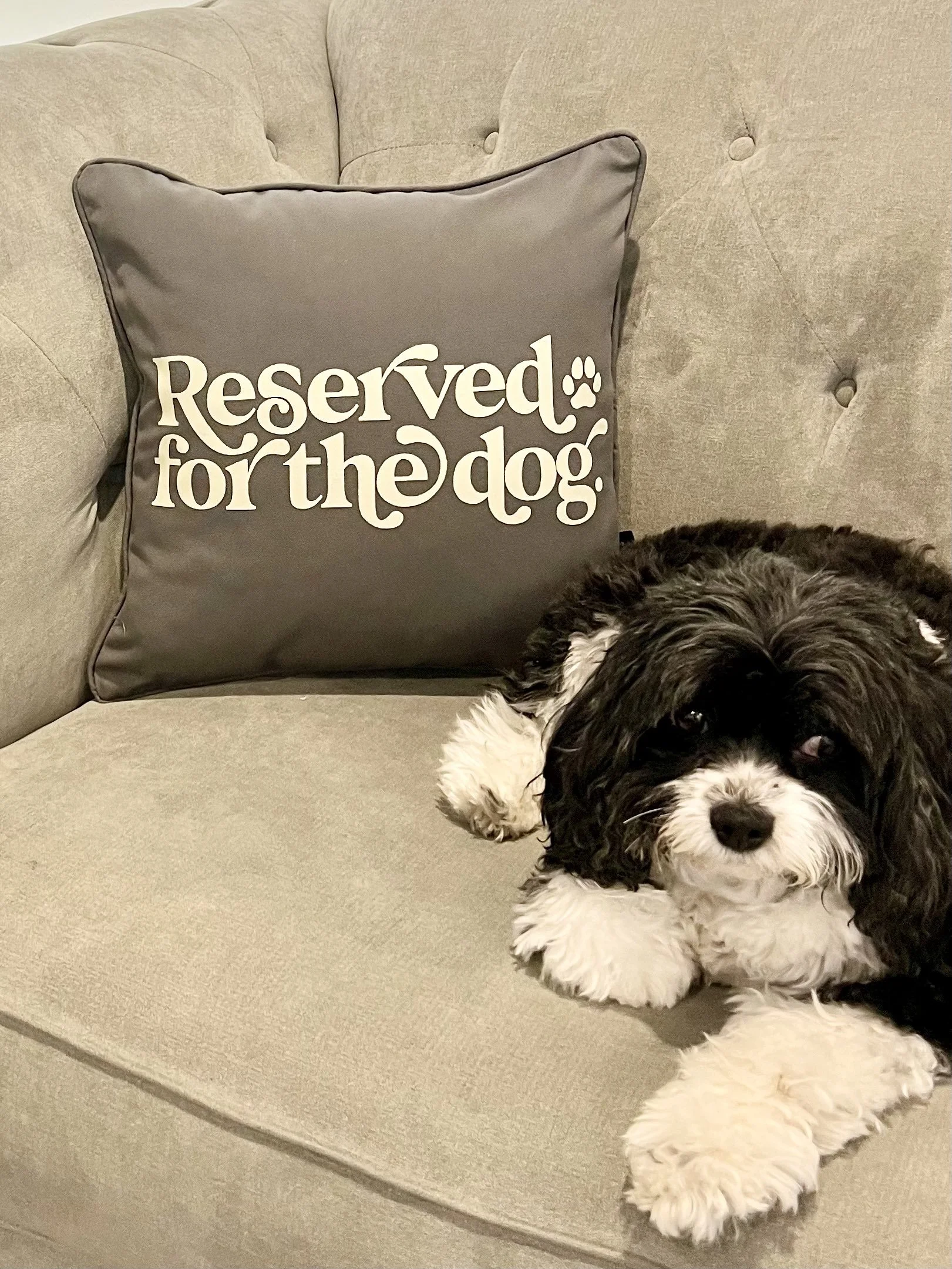 Reserved for the Dog Charcoal Cushion.jpg
