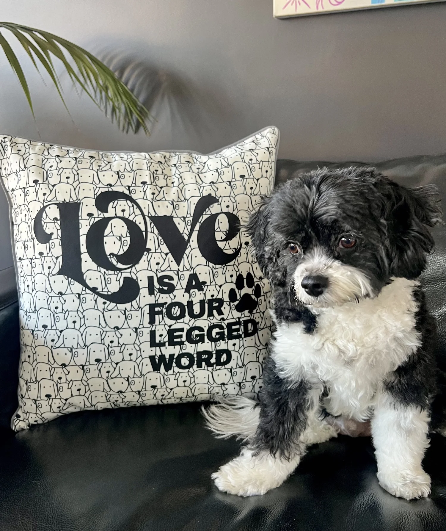 Cushion Cover Black Dog Cushion Black Labrador Dog Cushion Or