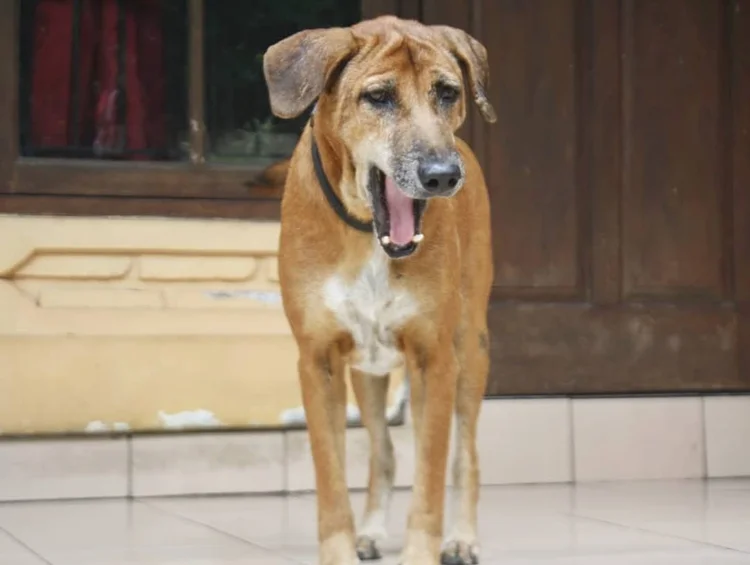 Dog Breeds A-Z List: Discover Your Perfect Companion