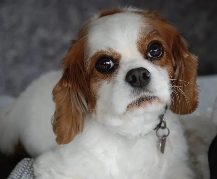 Dog Breeds That Start With Ac: Discover Unique Pups