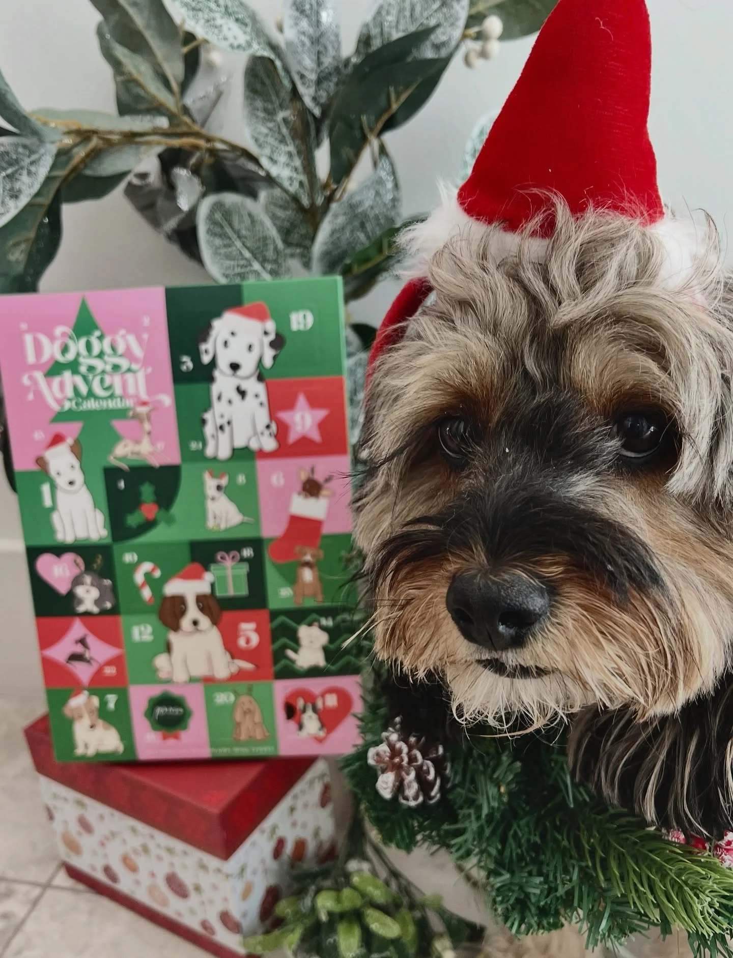 Your dog called — they want the GOOD treats this Christmas π
Locally made. All natural. 100% for rescue.
Treat your dog - Save a life π§‘
π Shop the collection now!
.
www.pawsforchange.org.au
Or link in our bio ποΈ
