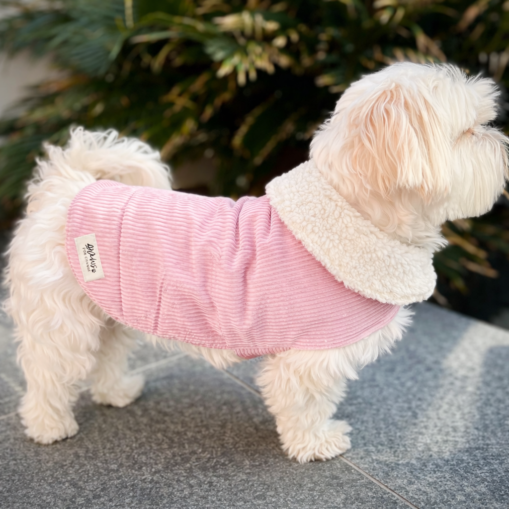 Maltese dog in cosy pink coat.png