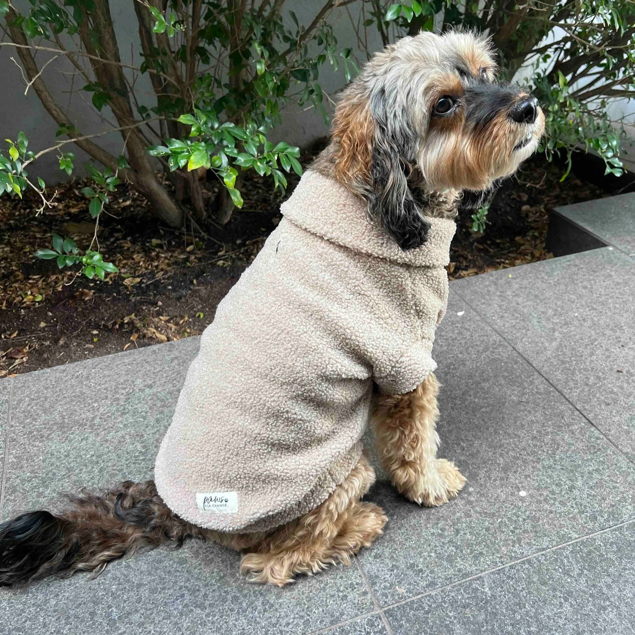 Teddy+Sweater+-+Teddy.jpg