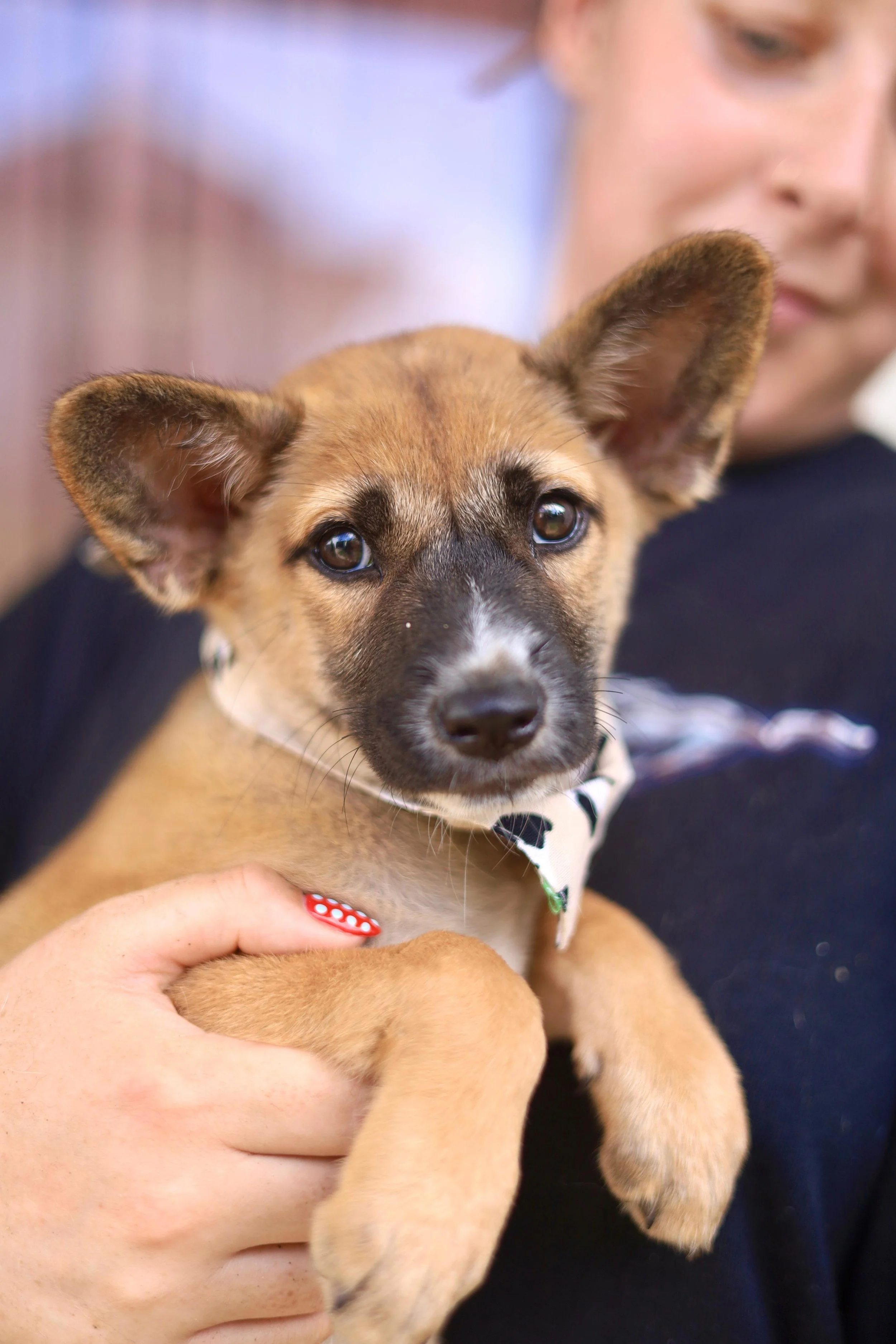A rescue puppy being held by a foster carer