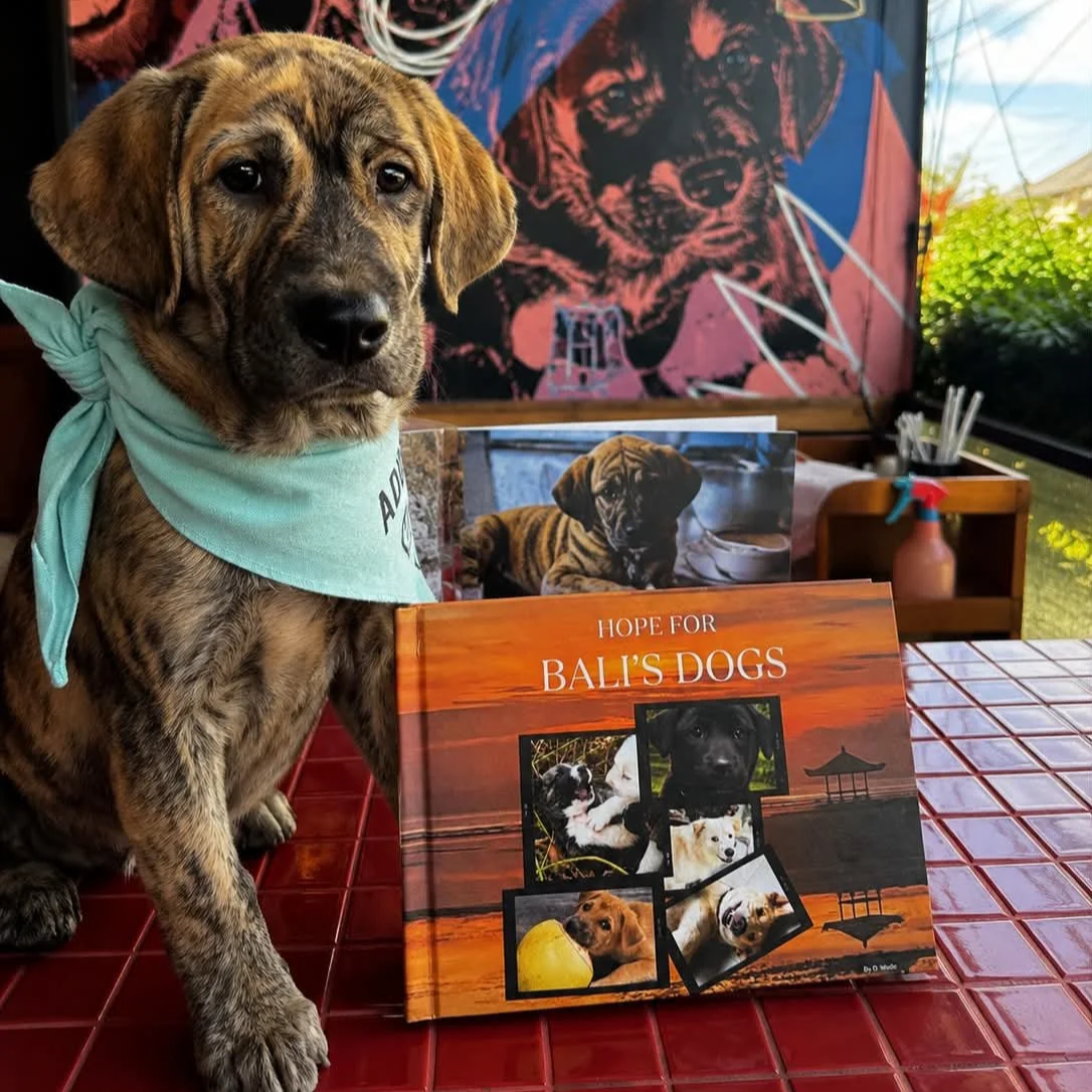 Indie+with+Hope+For+Bali%27s+Dogs+Book.png