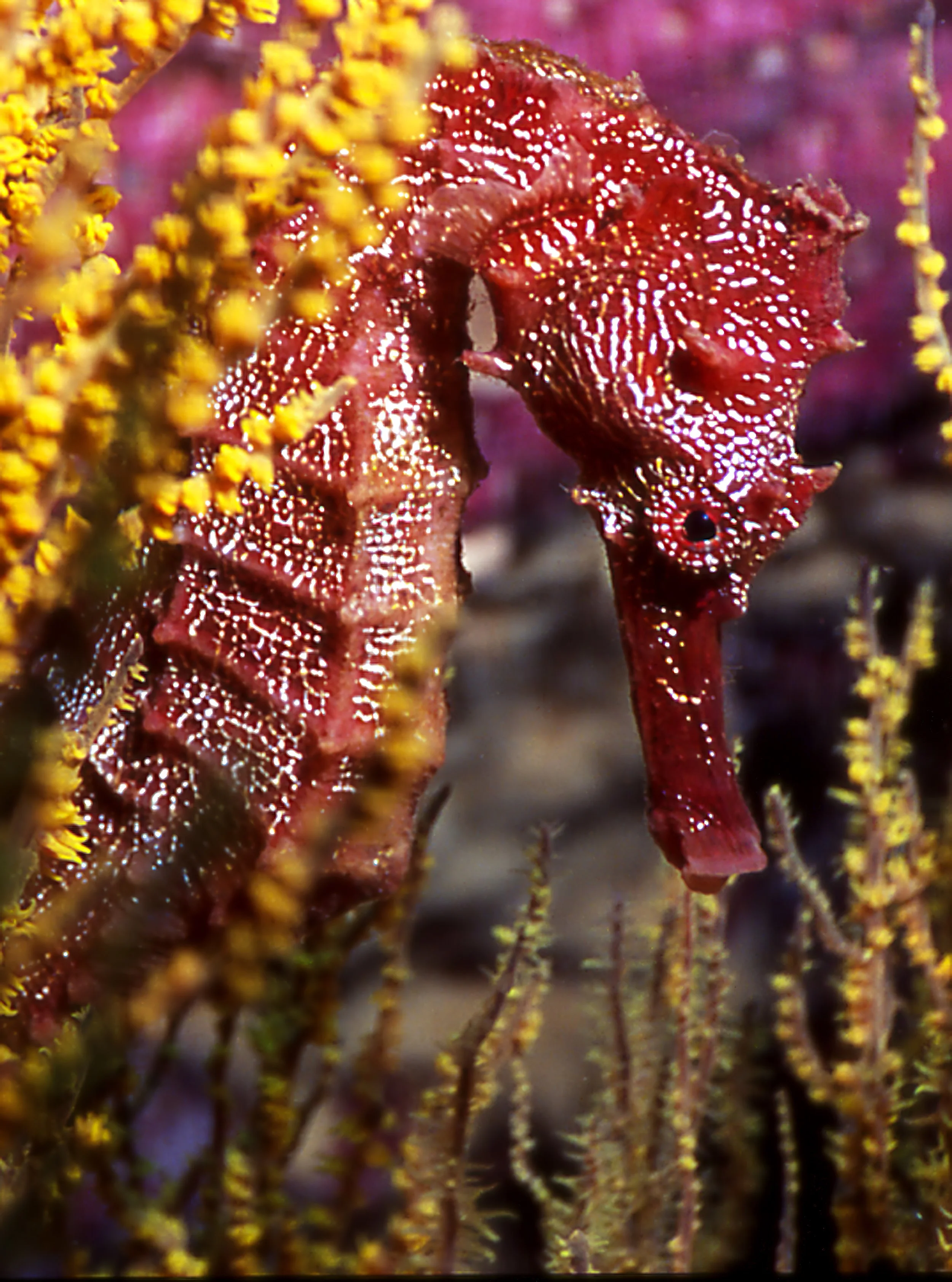 seahorse-2.jpg