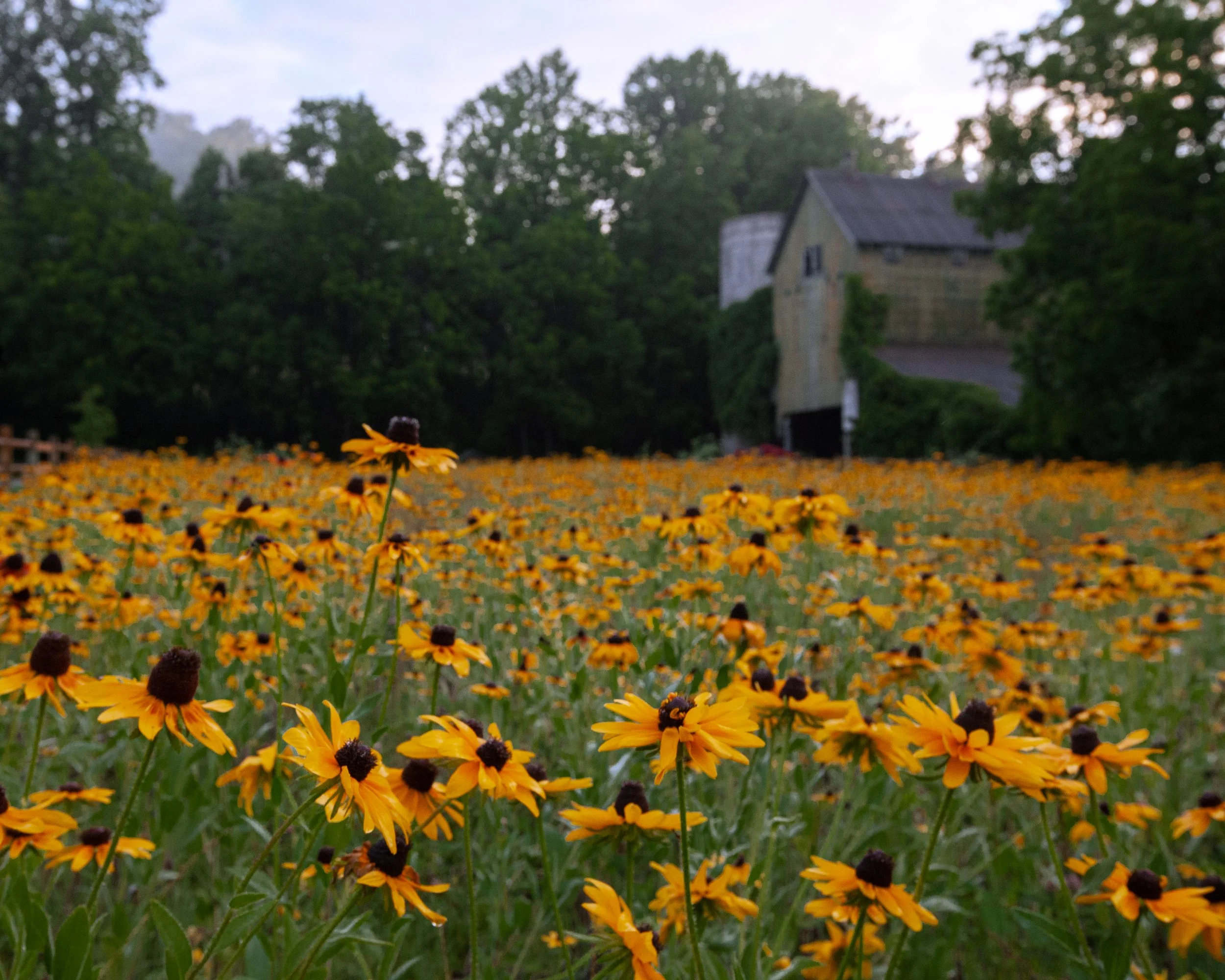 blackeyedsusan.jpg
