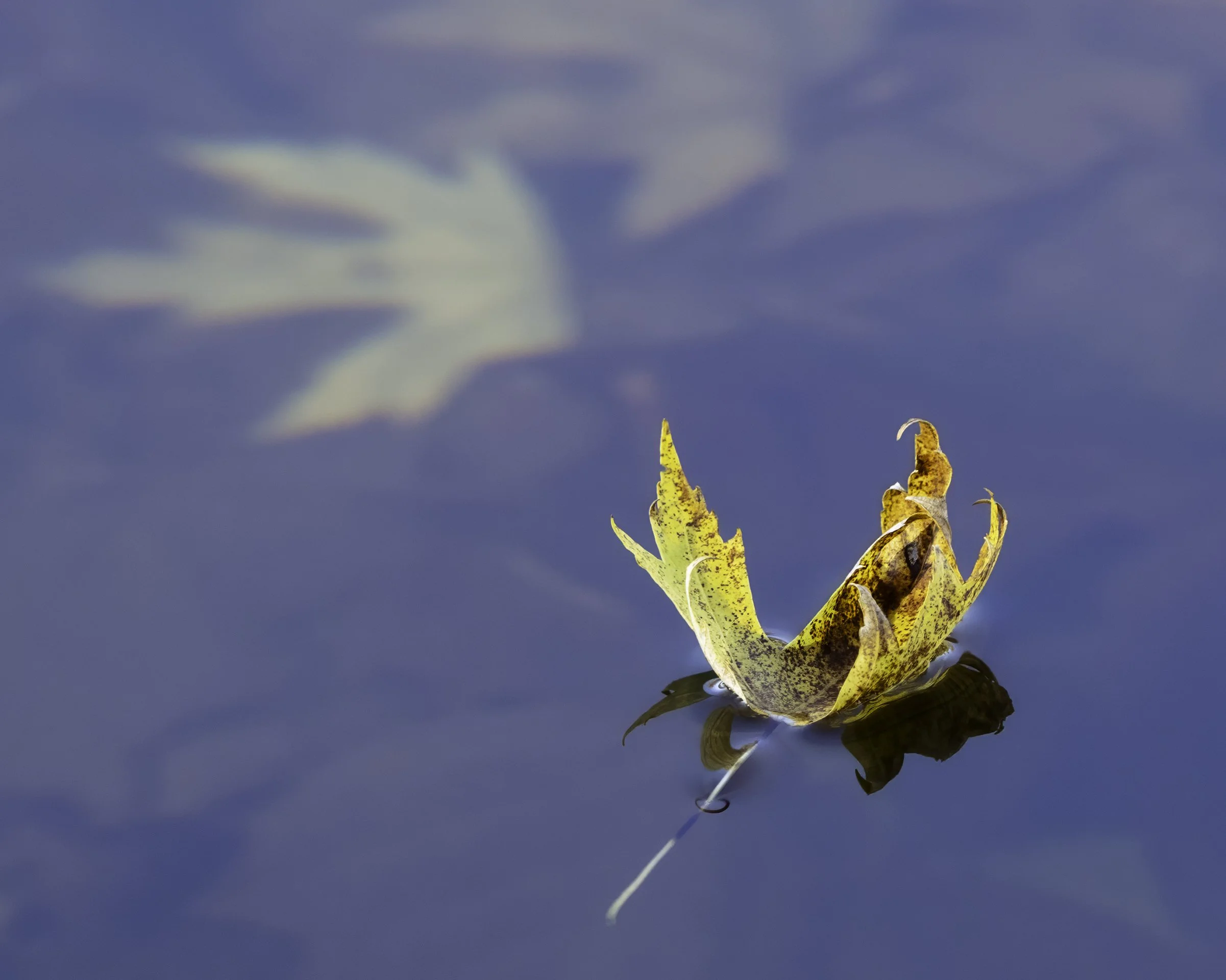 calmleaf.jpg