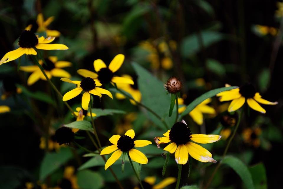blackeyedsusans.jpeg