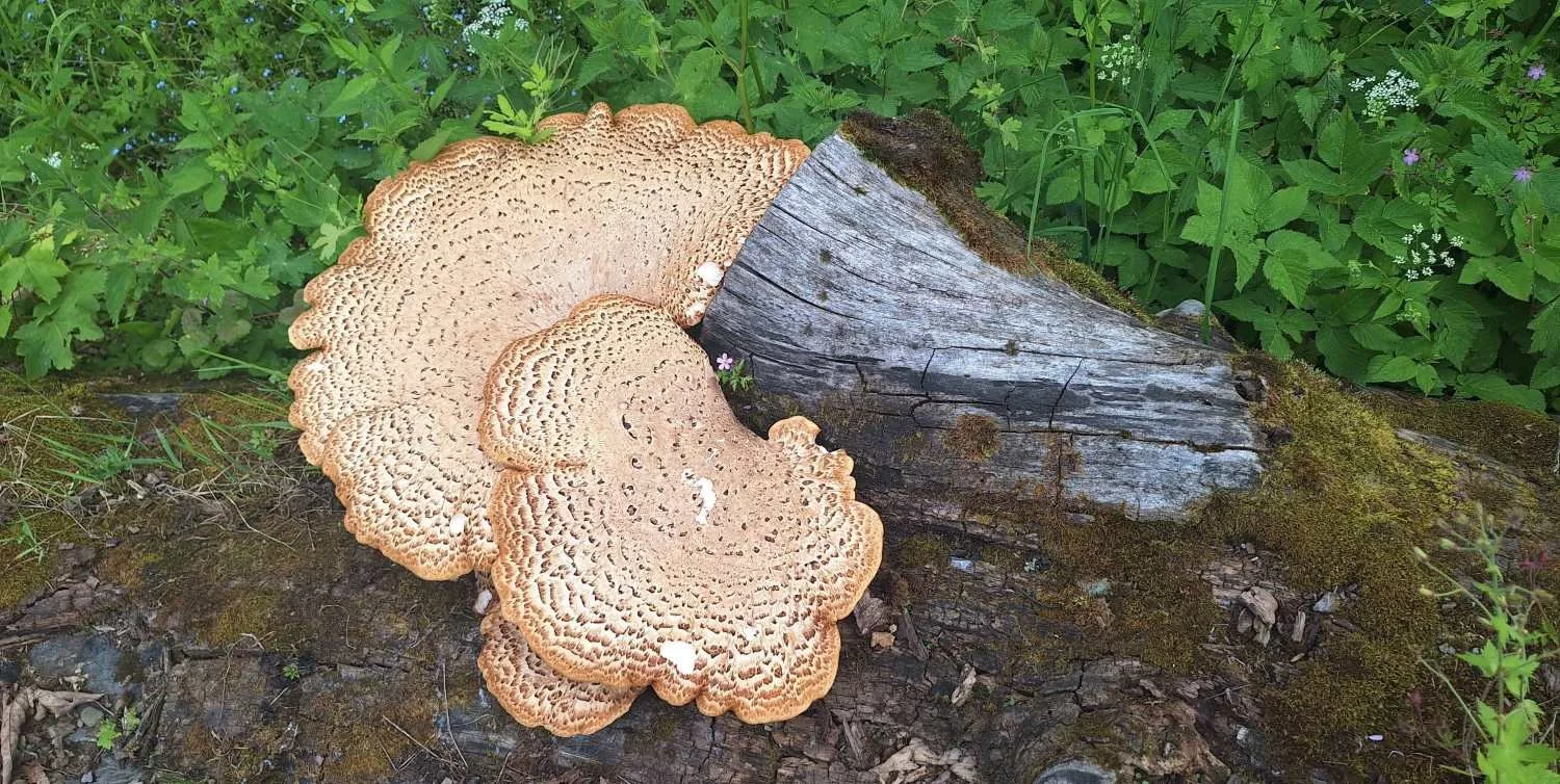 Pheasant Back Mushroom Culinary Powder