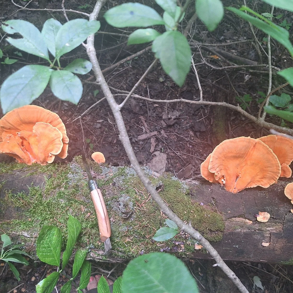 Chicken of The Woods