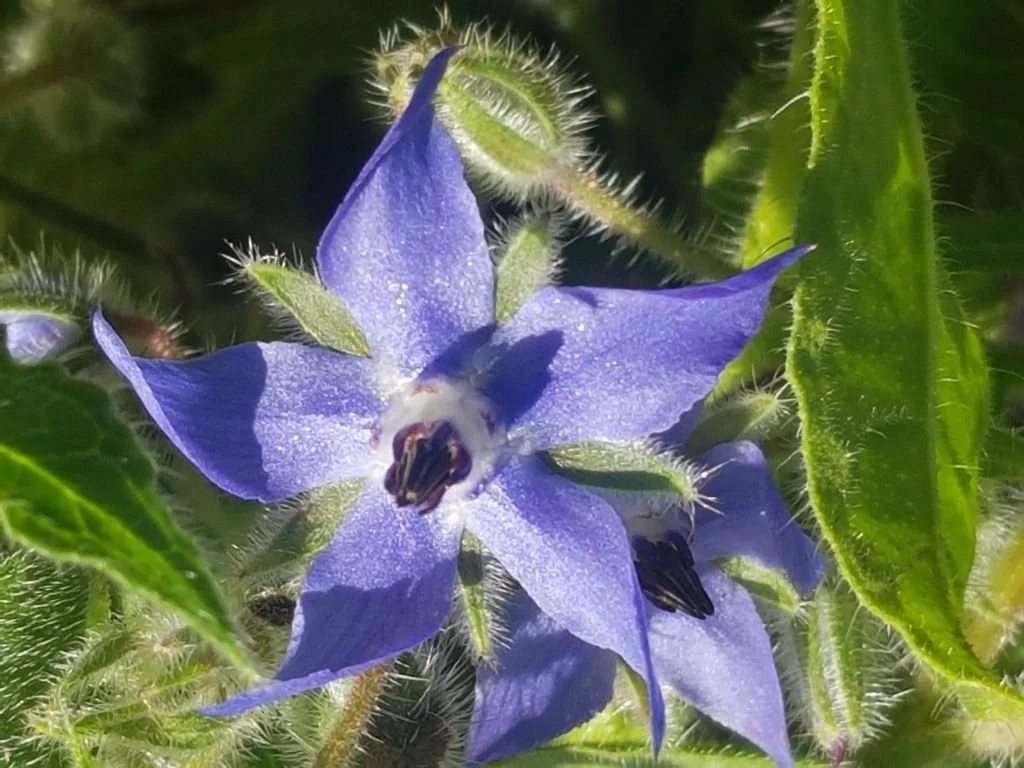 Borage: The Beautiful Blue Flower Blooming in My Garden