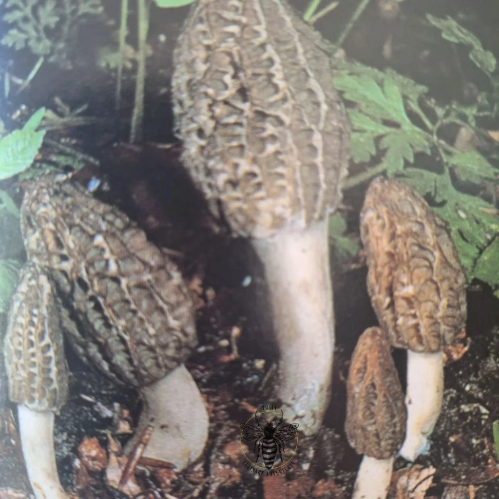 morel.jpg
