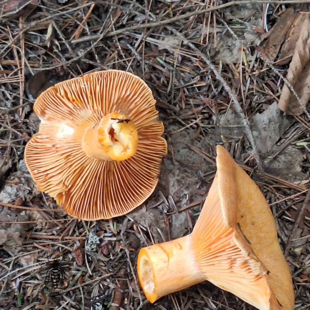 Milk cap 1.jpg