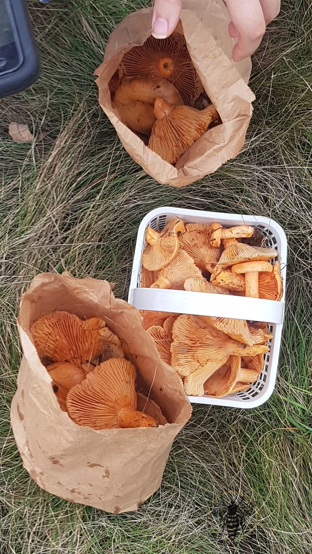 MILK CAP 3.jpg