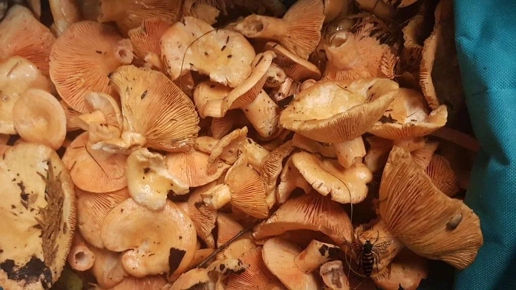 milk cap2.jpg