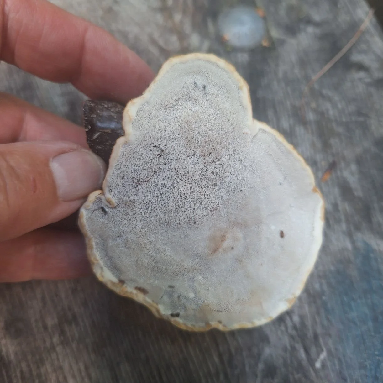 Reishi 2.jpg