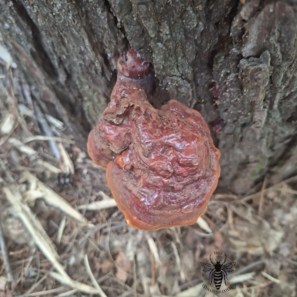 Reishi 1.jpg