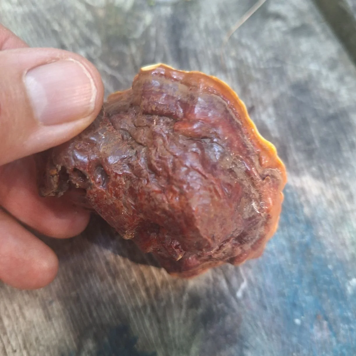 Reishi 3.jpg