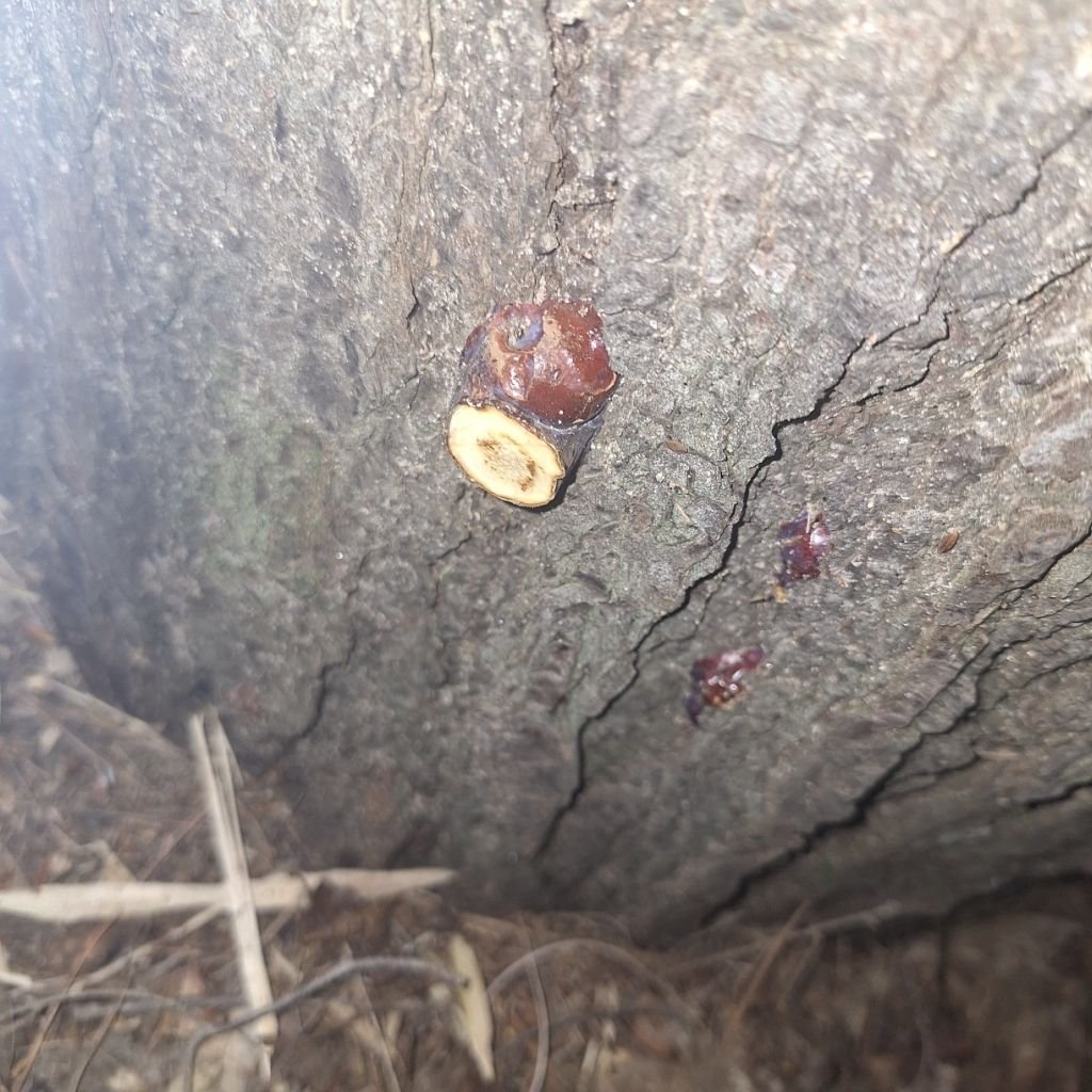 reishi 4.jpg