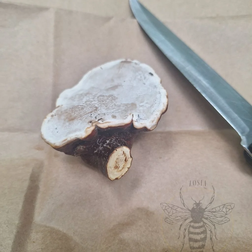 Reishi 5.jpg