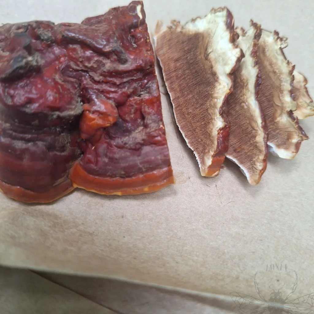 Reishi 7.jpg