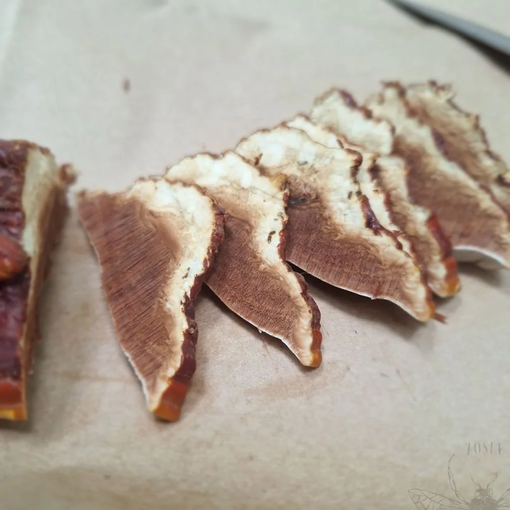Reishi 8.jpg