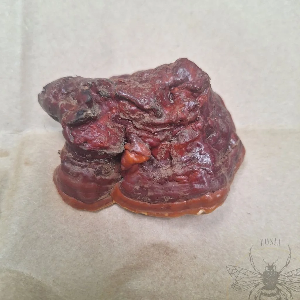 Reishi6.jpg