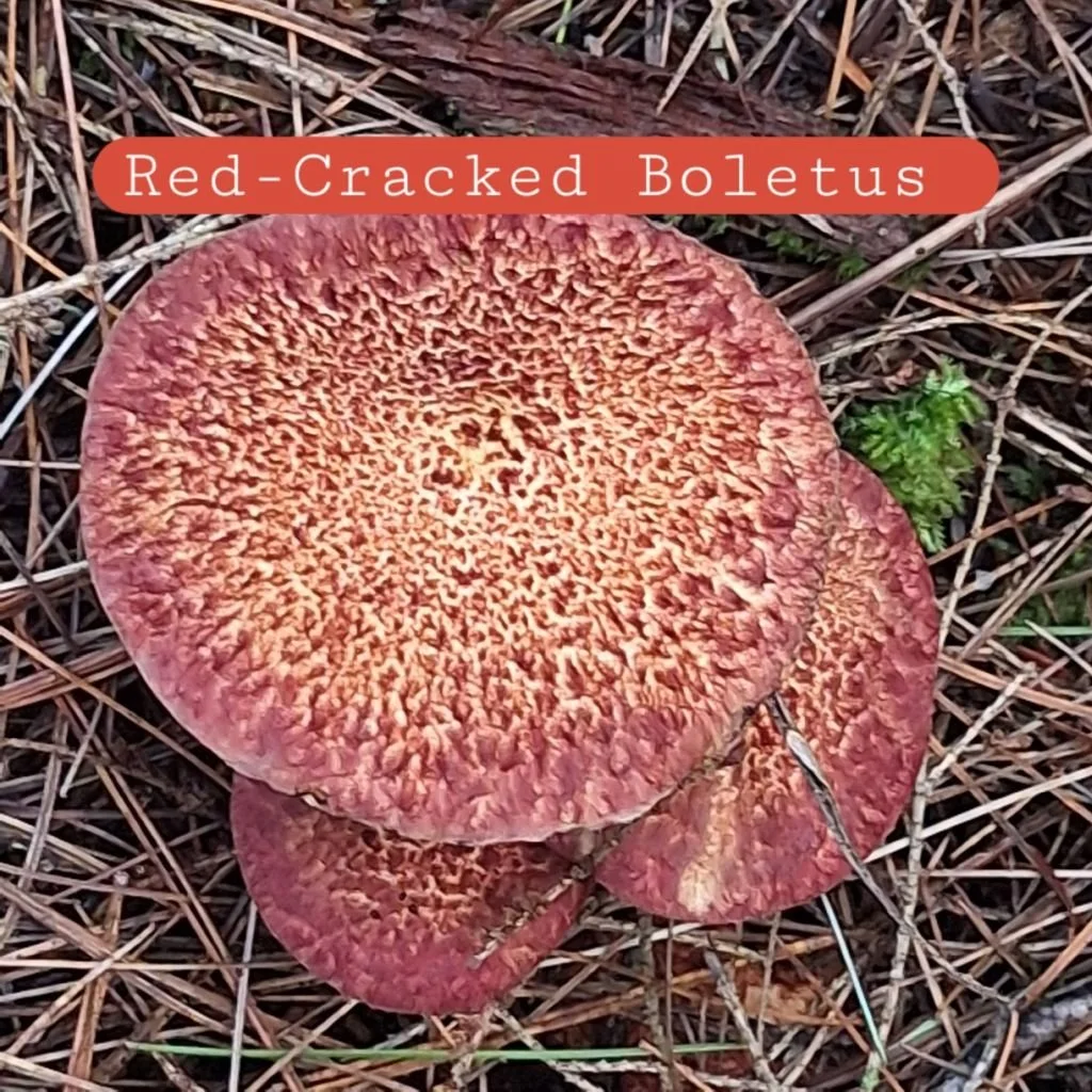 red cr2.jpg