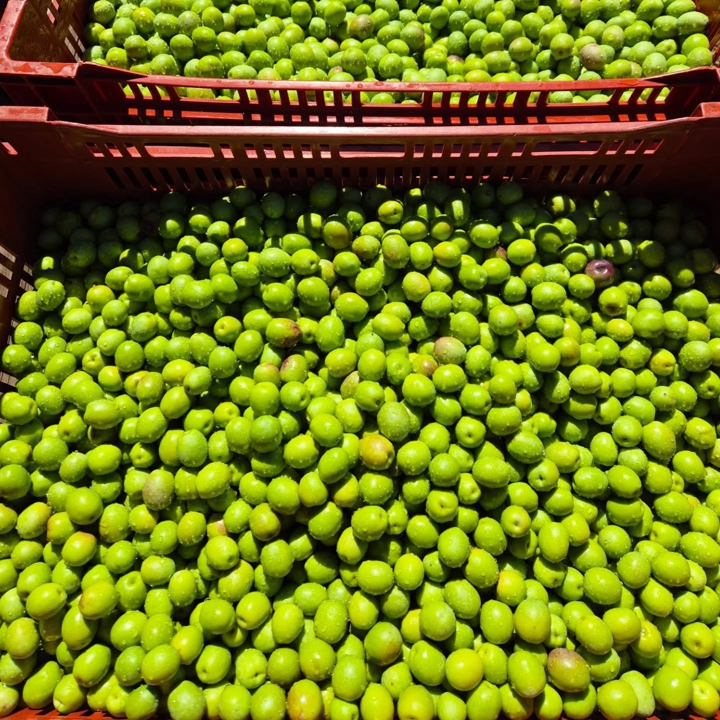 Handpicking Manzanillo Olives today to be traditionally cured in brine. 🫒

A day of stretching, picking and carrying in the lovely autumn sunshine! ☀️