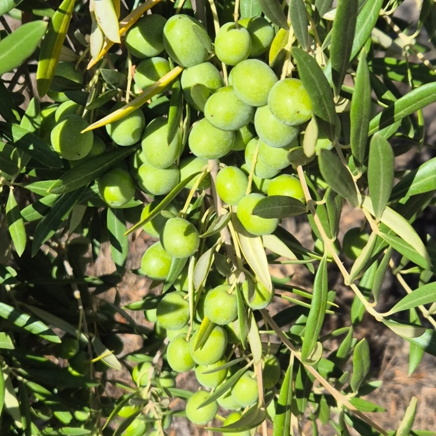 Countdown to harvest! 🫒

We are tending and watching our olives and praying they continue to grow well so that we can gather them, pickle some and press the rest into delicious and healthy Extra Virgin Olive Oil.

Thanks to everyone who has bought o