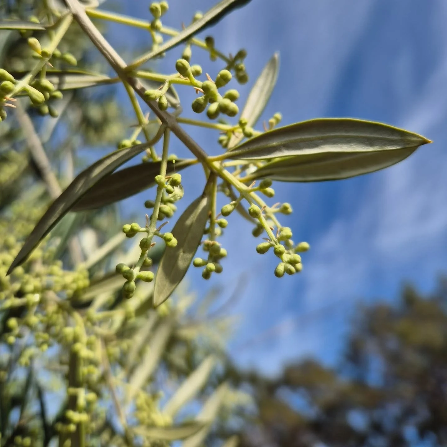 Promising growth and big skies in the grove! 🫒🚜

We have been whipper snippering under the trees, mowing between the rows and mending sprinklers after massive parrot attack. Every year is different!

After a tough 2024 harvest, we are very pleased 