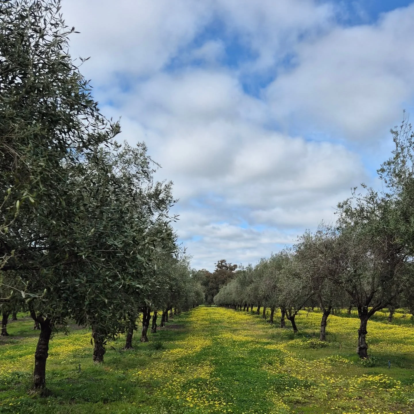 Feeding of the grove and on-going pruning is our current focus. 

We balance this with packaging and marketing our current harvest for which we achieved 3 gold medals in the Australian International Olive Awards! 🥳

We are off to Adelaide for a conf