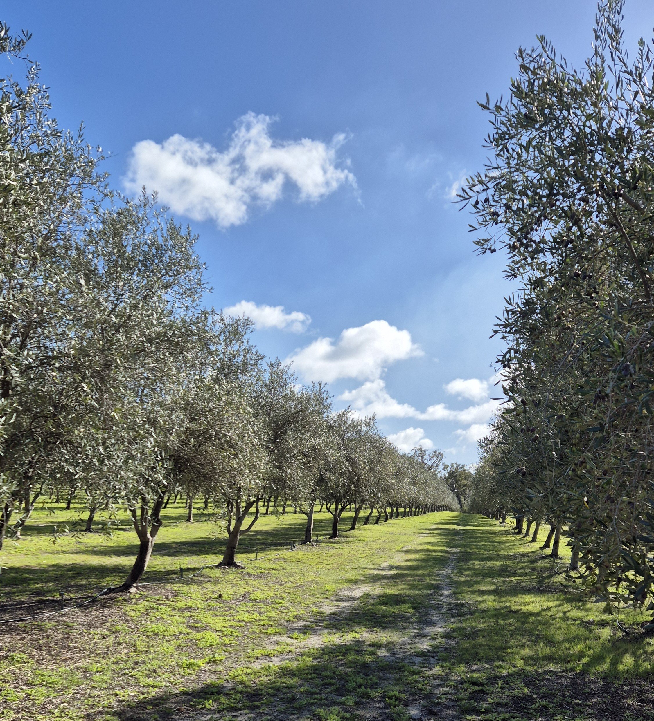 Walking the groves on a clear day