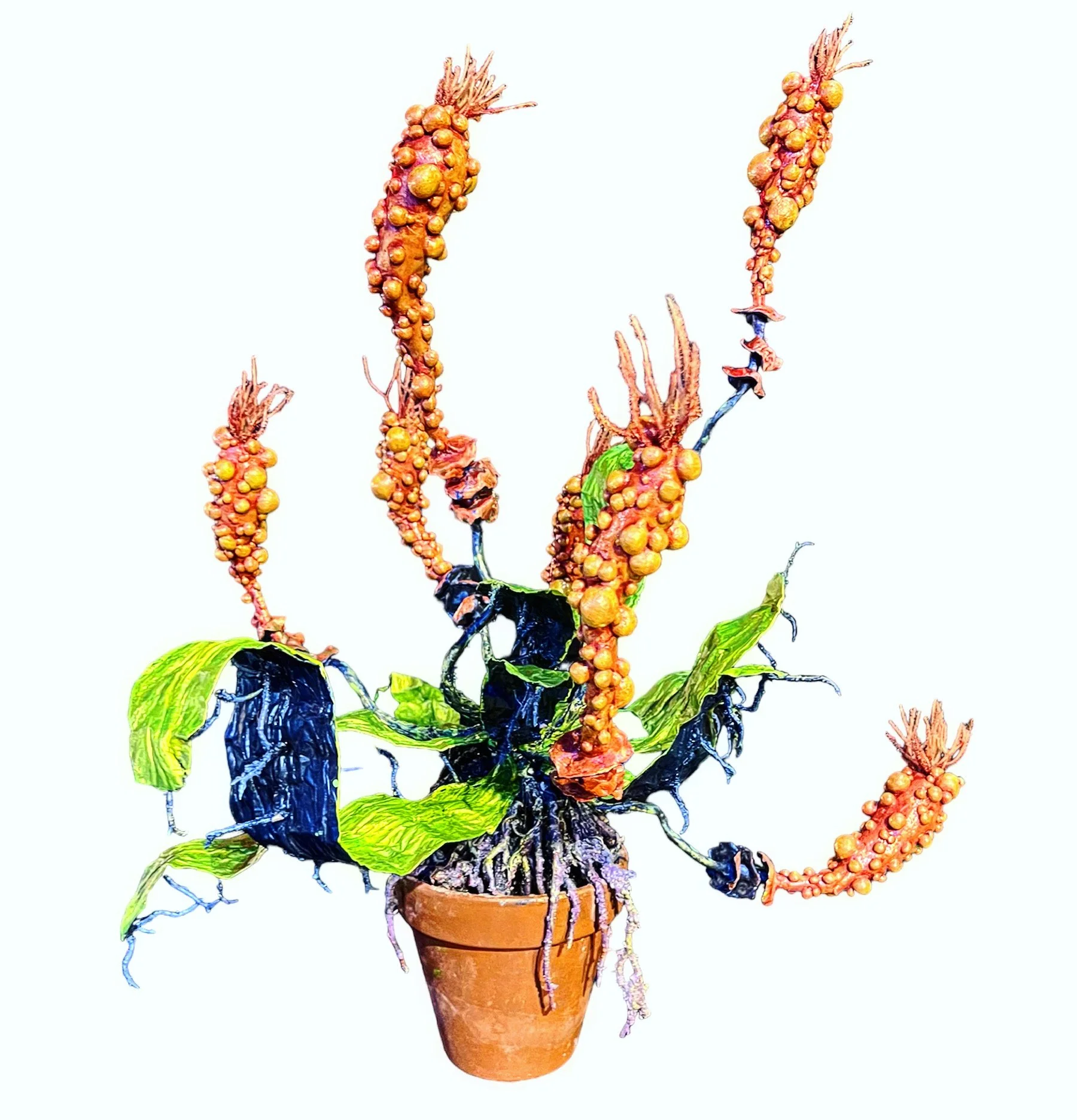 Caulrapenum Bulbosum 
Clowns Cock