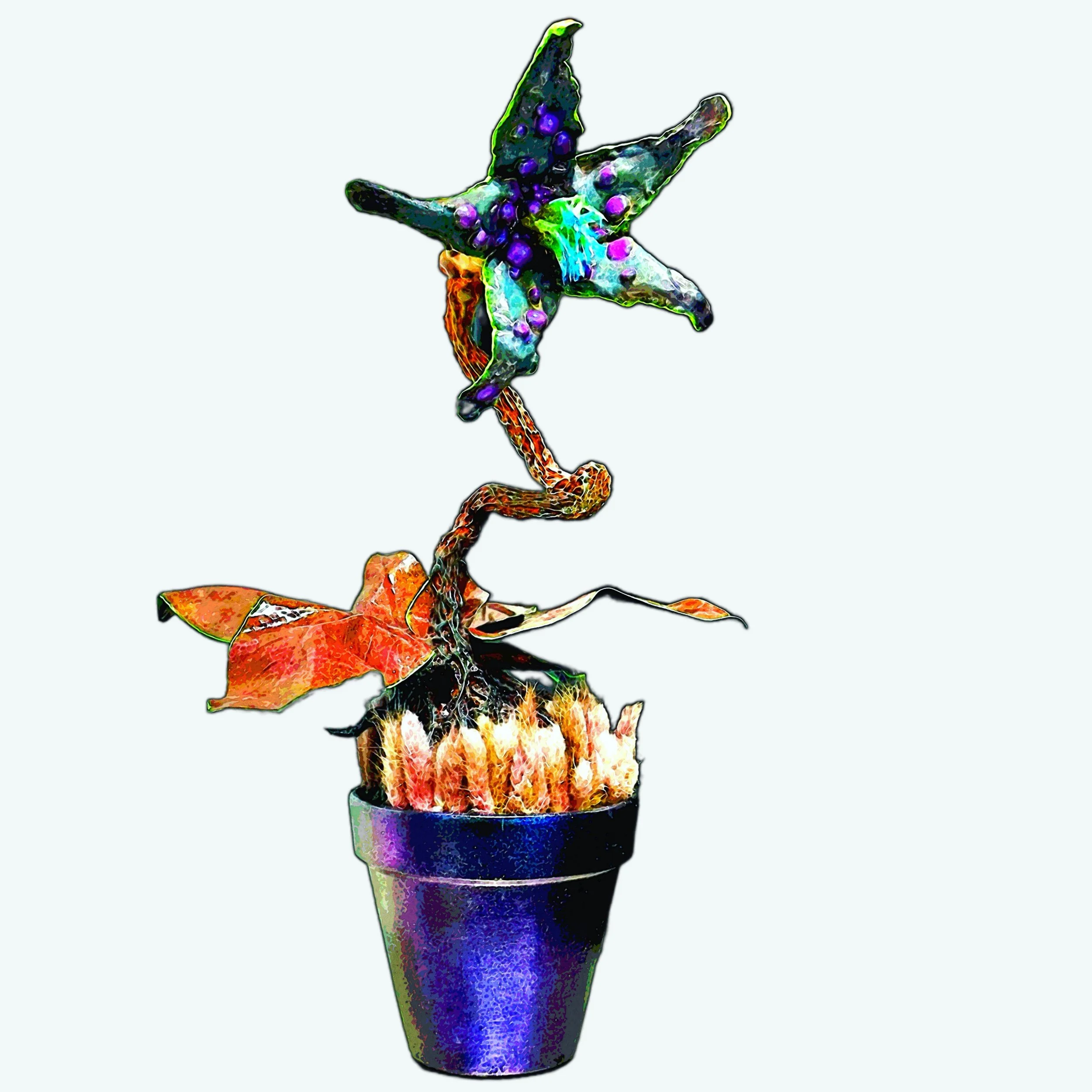 Dwarf Lantern Plantain