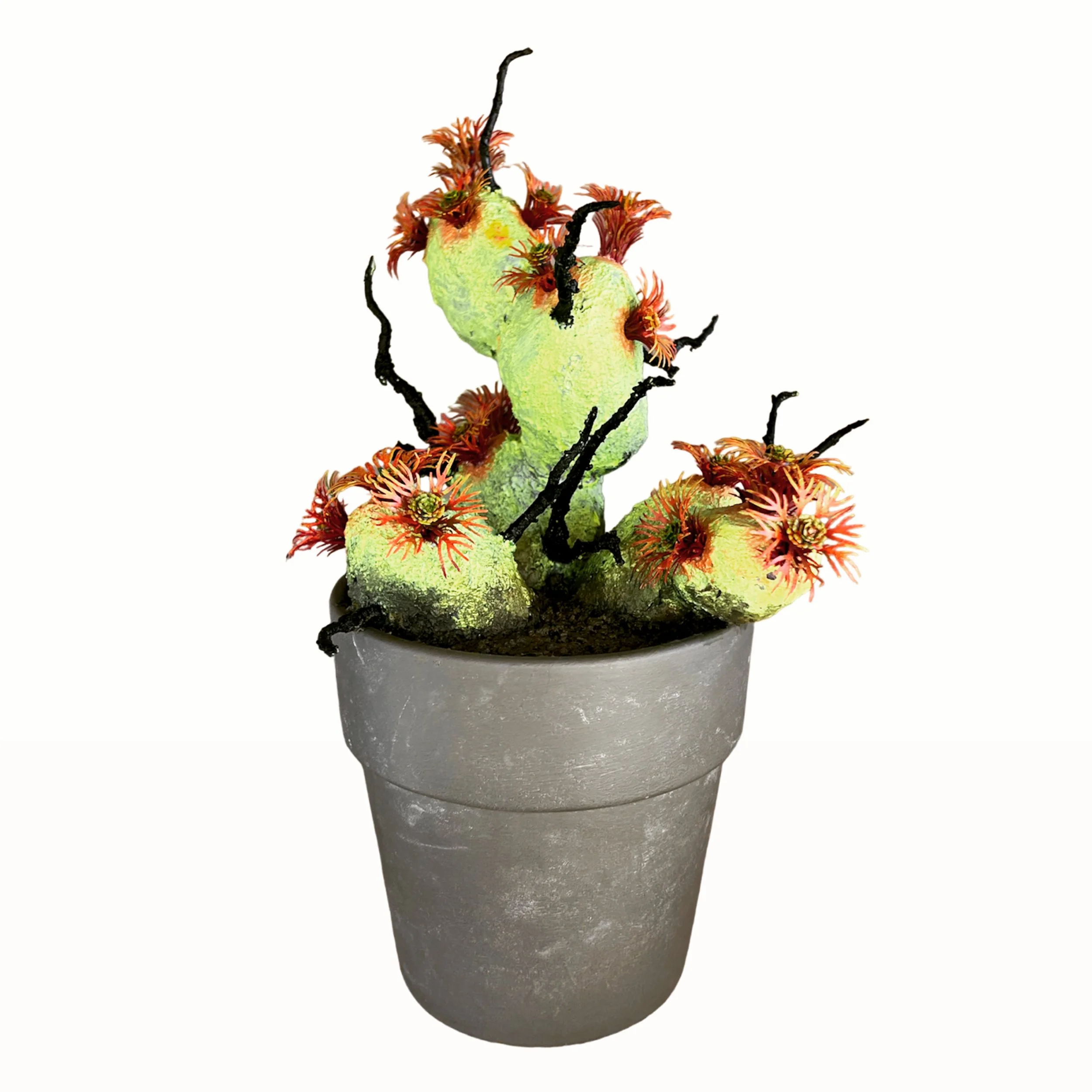 Zoantha Bulbosum