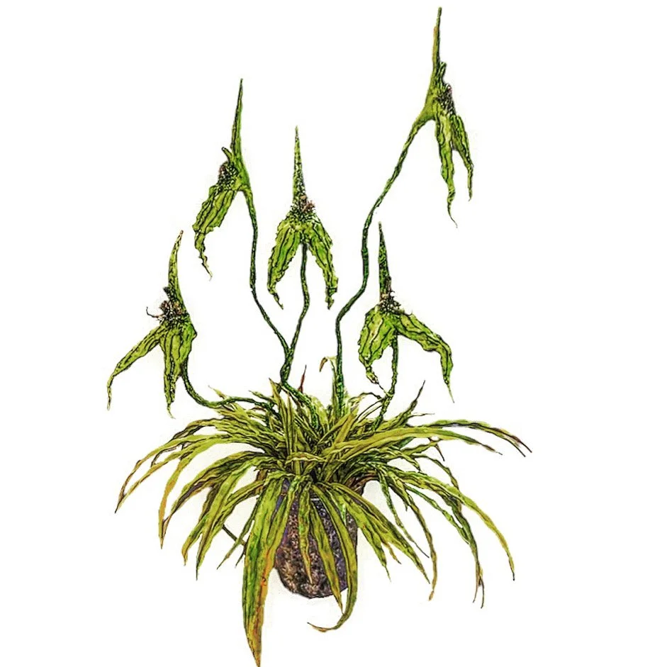 
Enigma Spiker.
(Floraspicula, Vesparia)





A testament to nature's ingenious adaptation. When a pollinator is lured by the promise of sweet nectar, it becomes ensnared by the deceptive allure of the central structure. With lightning speed, the sti