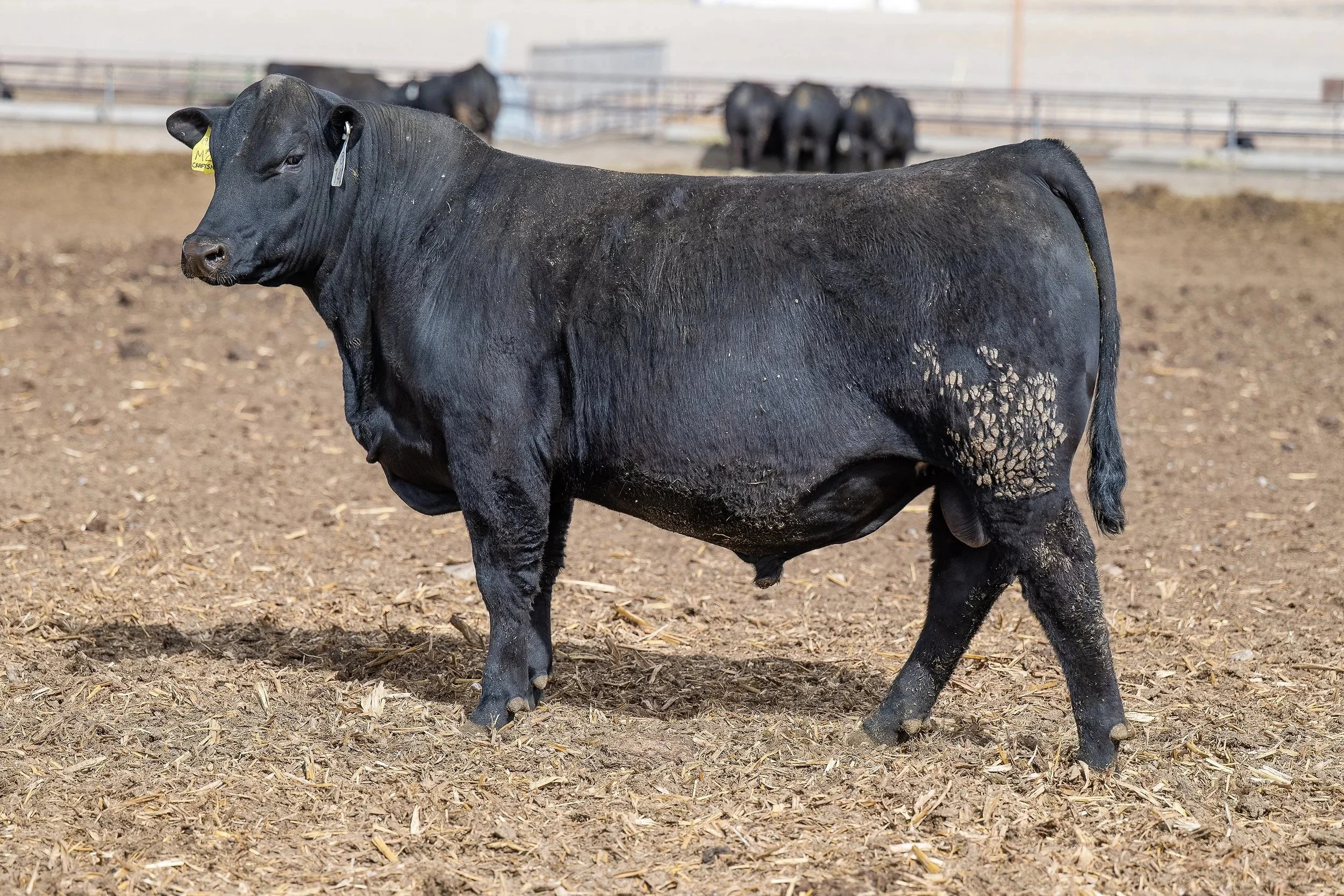 Lot 140 Sandman Craftsman M21