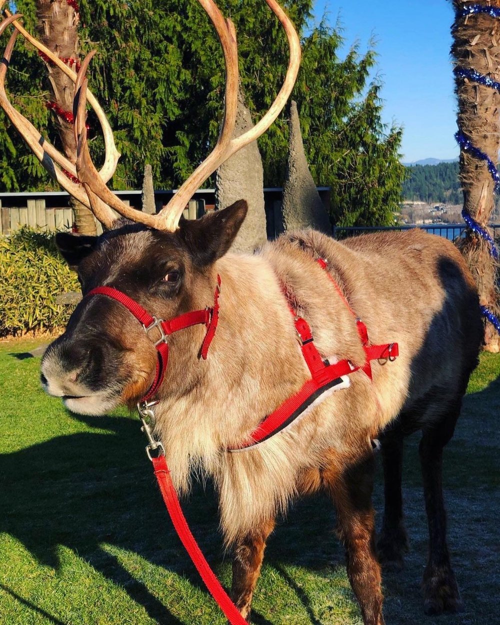 A Reindeer at Cougar Mountain Zoo