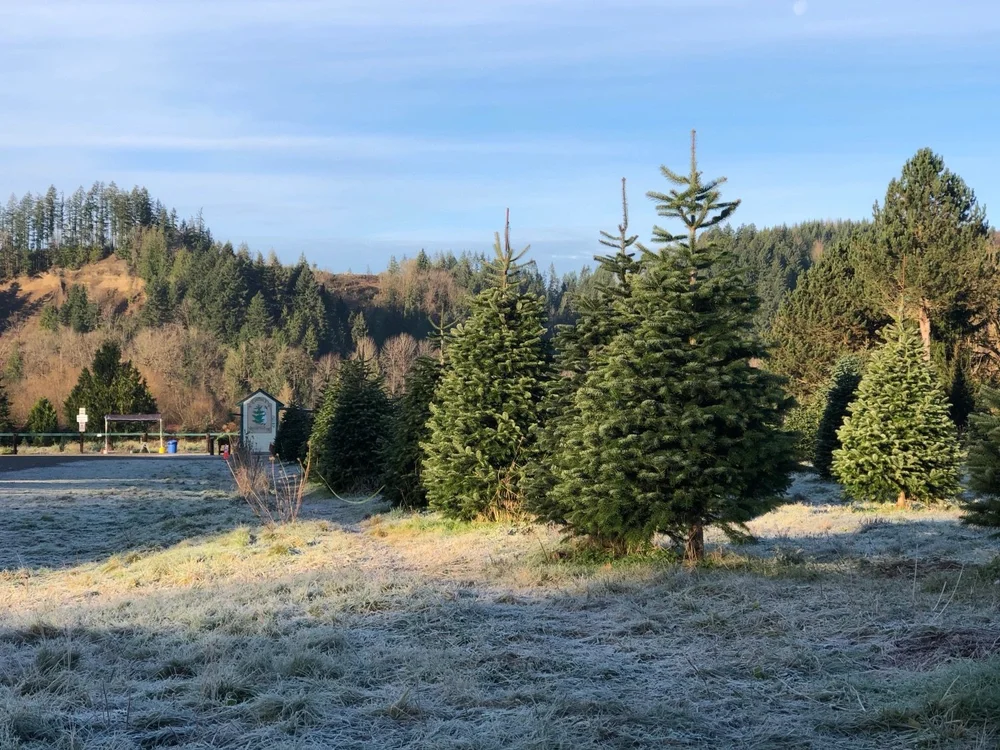 Trees at Carnation Tree Farm