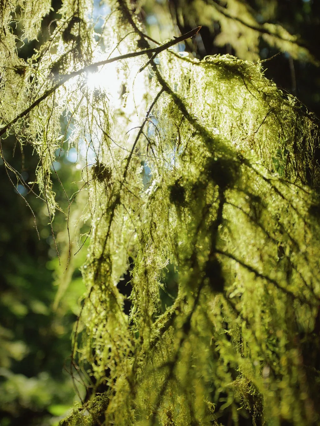 Summer Rewilding Retreat