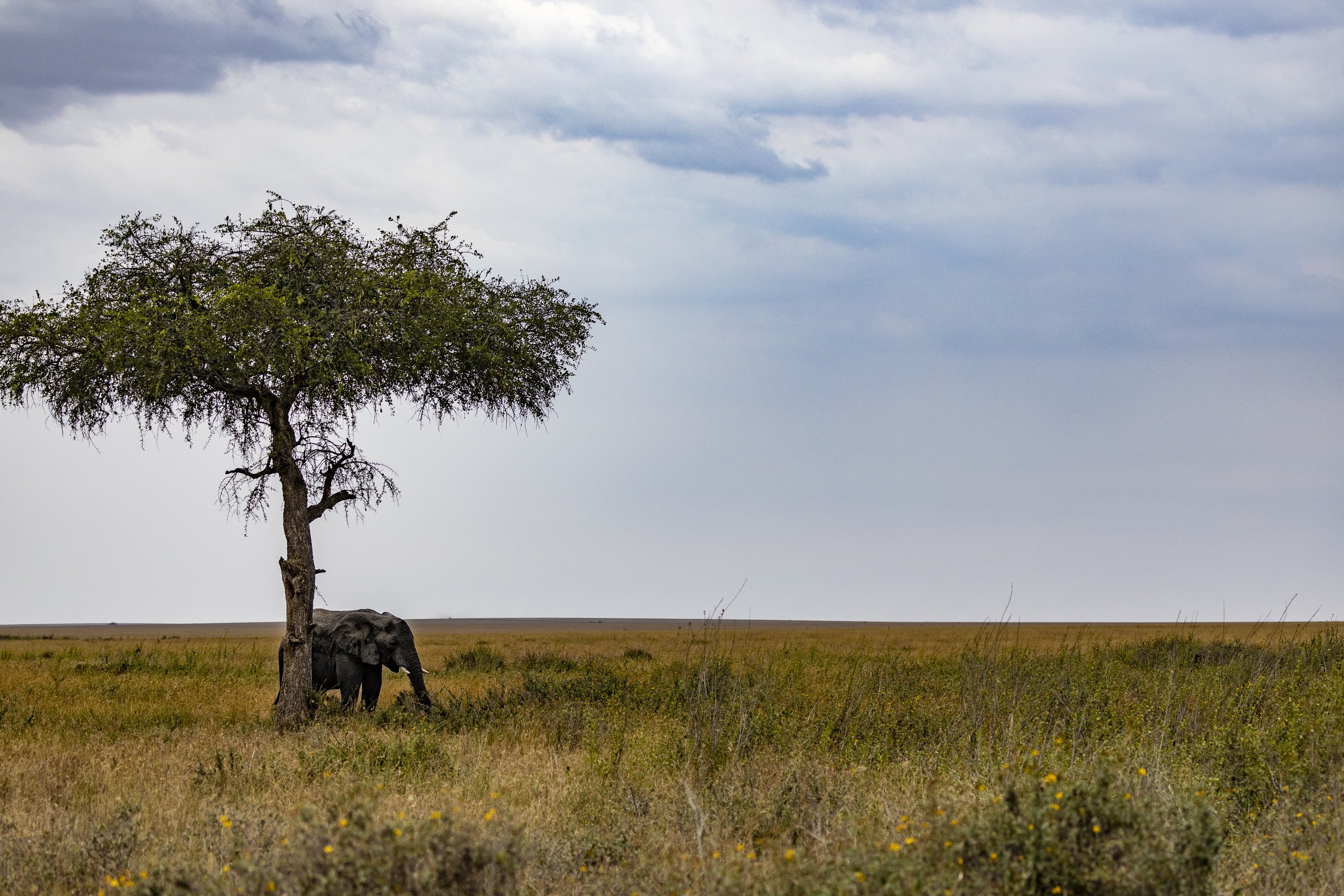 African Elephant - Serengeti of Tanzania