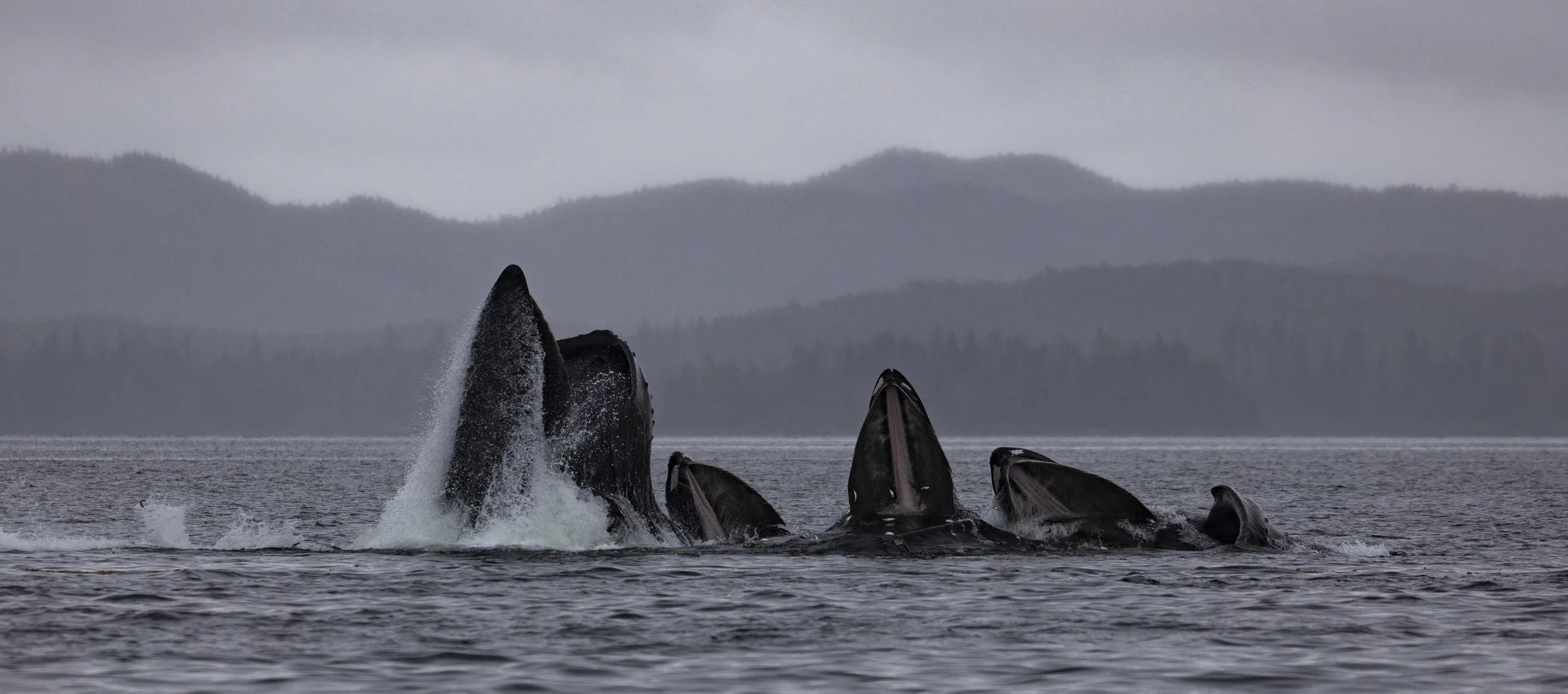 Humpback's Feeding - Craig, Alaska