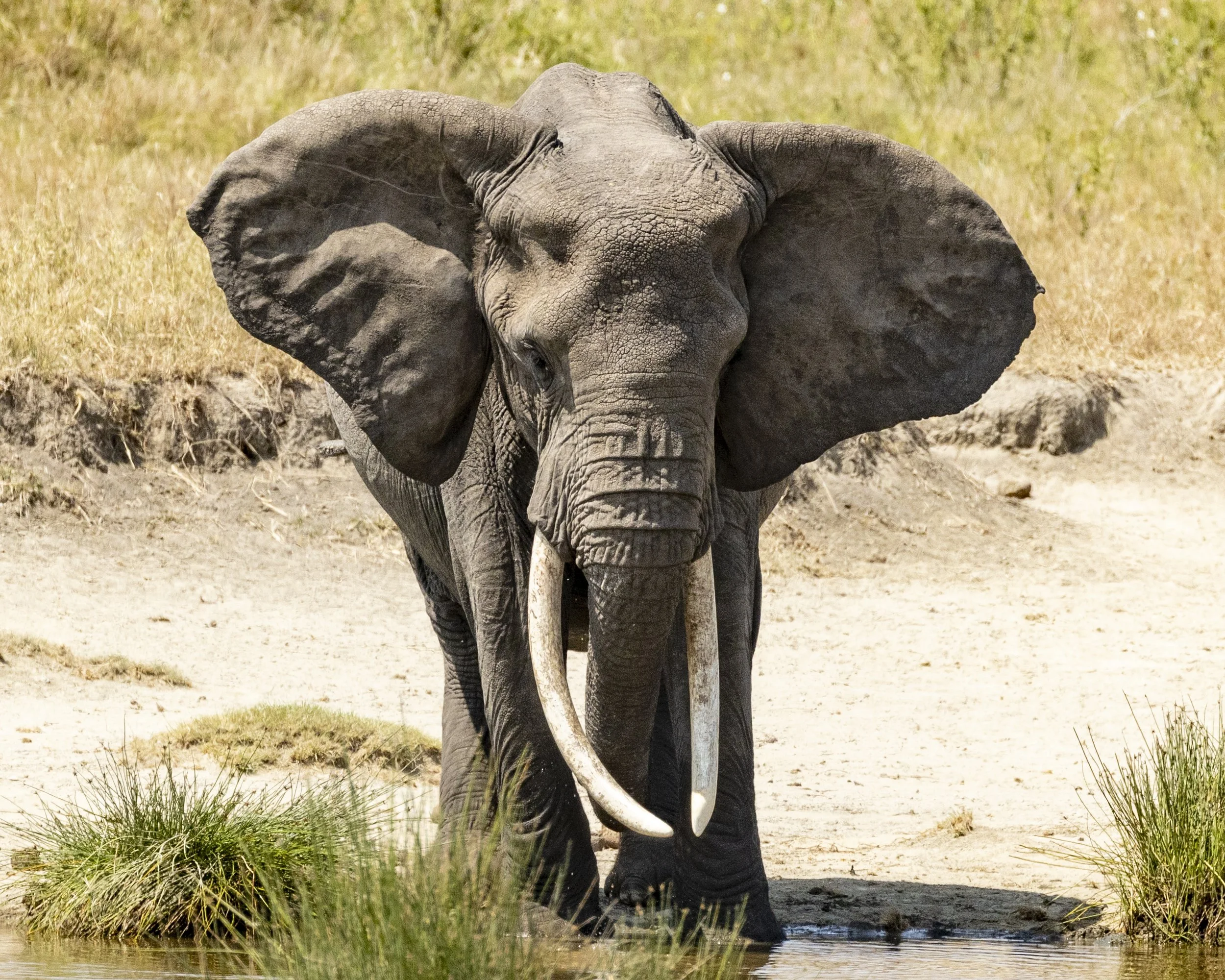 African Elephant - Serengeti of Tanzania