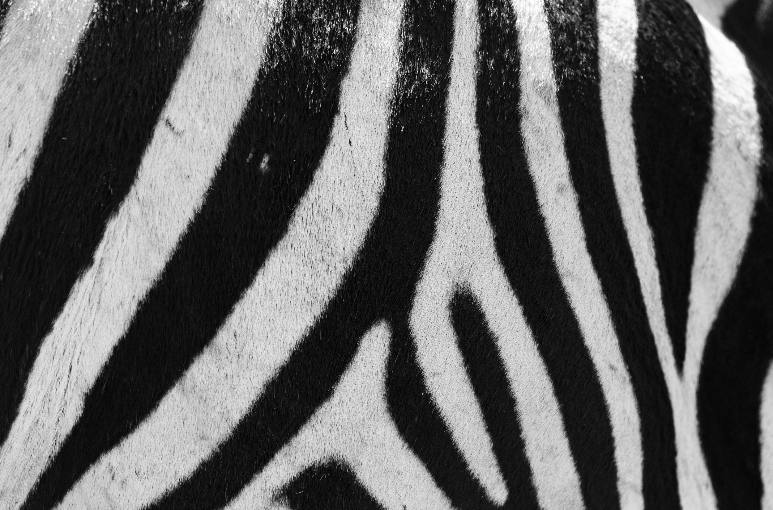 Zebra Stripes - Ngorongoro Crater of Tanzania