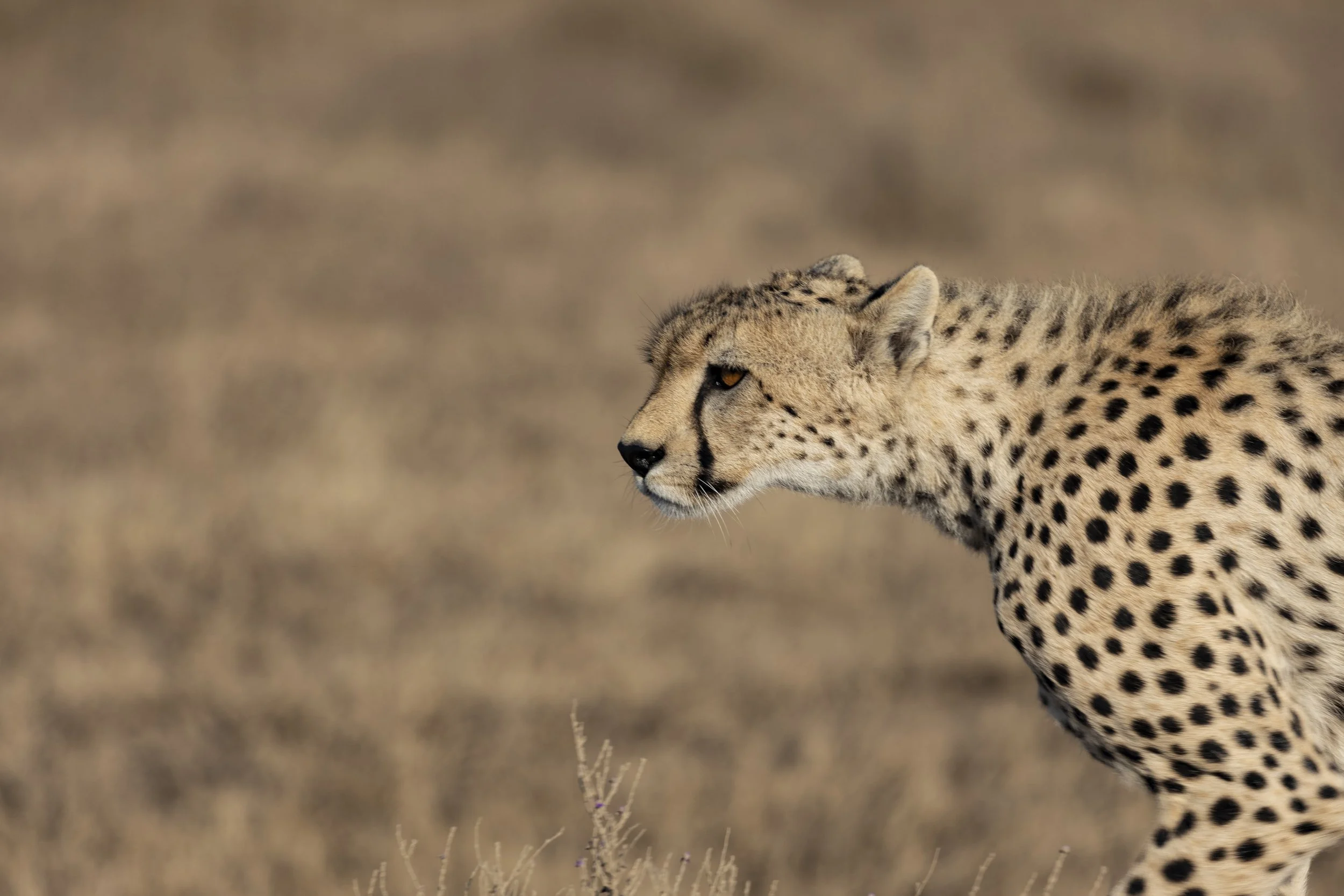 Cheetah - Serengeti of Tanzania