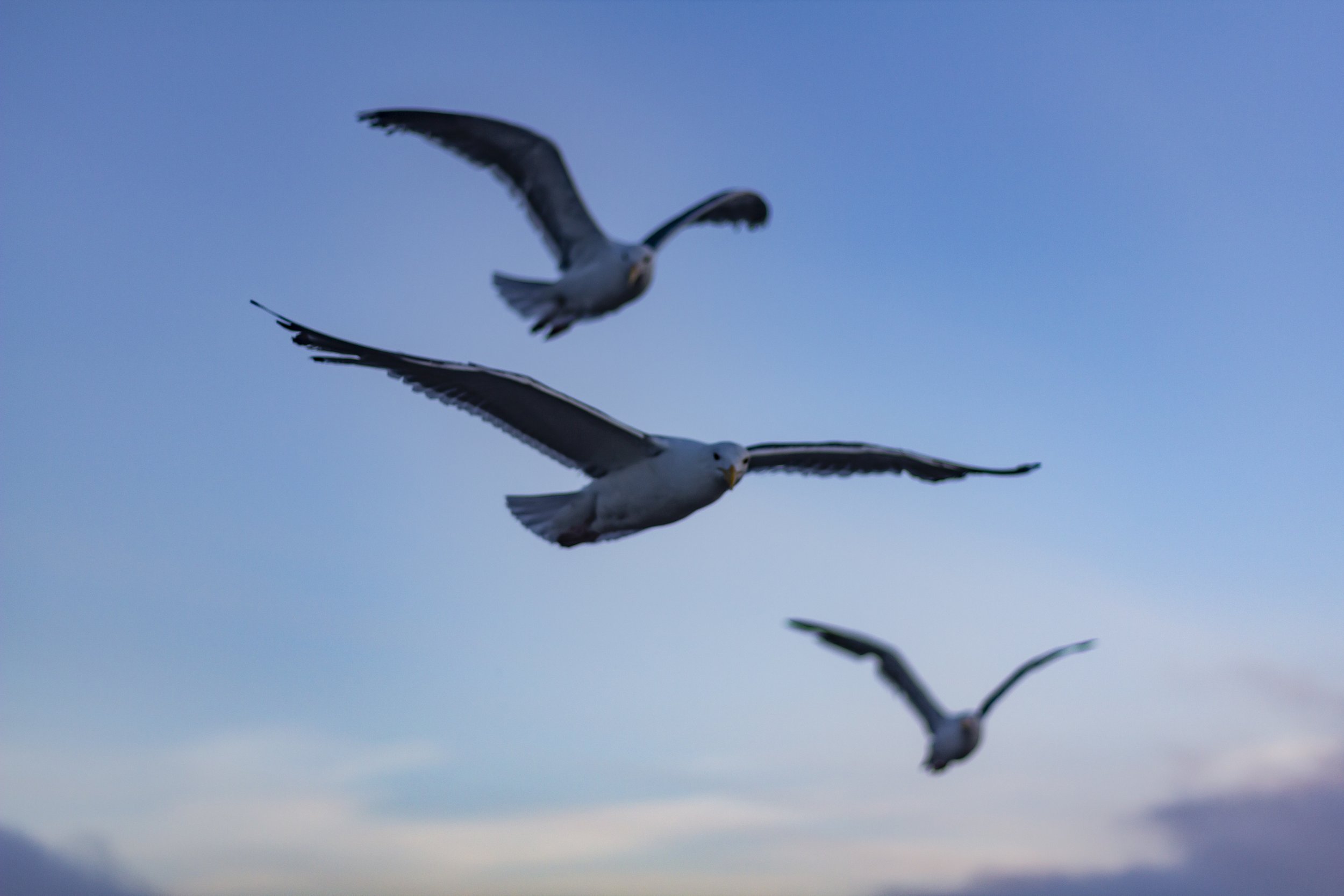 Seagulls - Oregon Coast